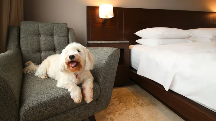 The 10 best pet-friendly hotel near Udaipur