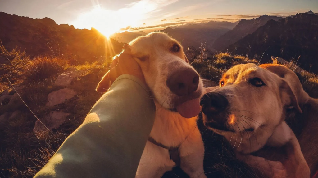 10 best pet-friendly hotel in Udaipur